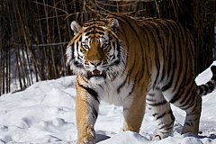 В Хабаровском крае тигр загрыз шесть собак в посёлке Шумный