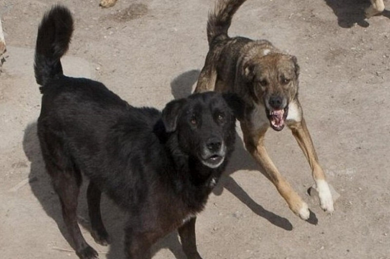 В Хабаровском крае бродячие псы снова начали нападать на детей фото 2
