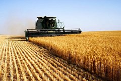 Китай снимает все ограничения на импорт пшеницы из России