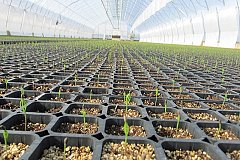 В Хабаровском крае будут развивать собственное производство семян в рамках импортозамещения