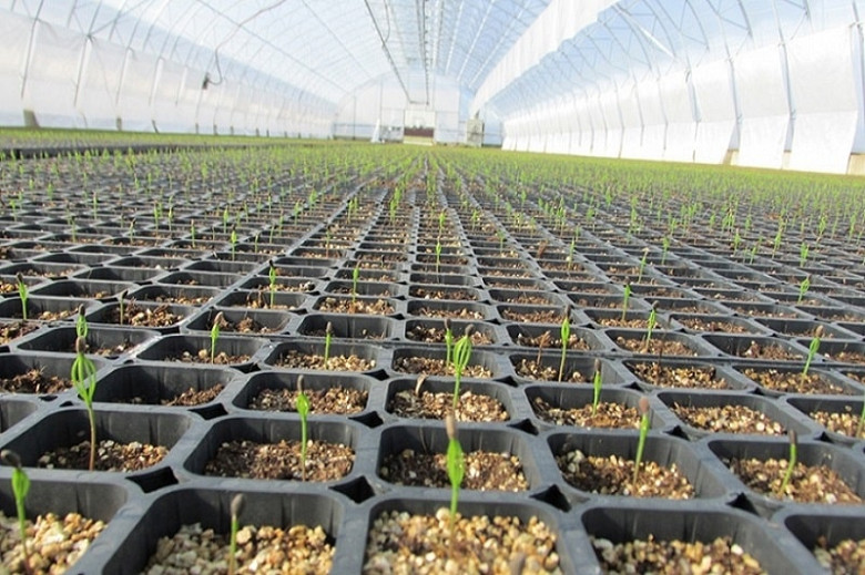 В Хабаровском крае будут развивать собственное производство семян в рамках импортозамещения фото 2