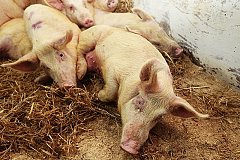 В Хабаровском районе обнаружили очаг заражения африканской чумой свиней