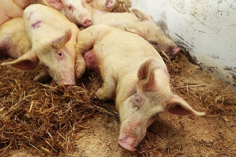 В Хабаровском районе обнаружили очаг заражения африканской чумой свиней фото 2