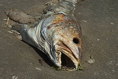 Михаил Дегтярев поручил разобраться с фактами массовой гибели рыбы