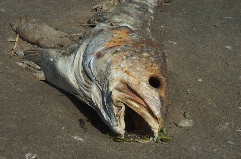 Михаил Дегтярев поручил разобраться с фактами массовой гибели рыбы фото 2