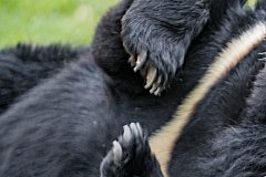 Гималайского медведя застрелили и бросили на автостоянке возле трассы Хабаровск - Владивосток