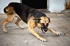 Бродячий пес разодрал ребенка на Сахалине