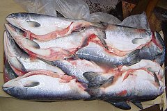 92 тонны рыбной продукции проверили в речном порту города Хабаровска