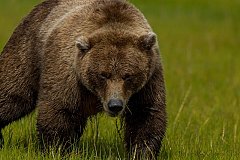 Медведь-трёхлетка замечен на окраине Комсомольска-на-Амуре