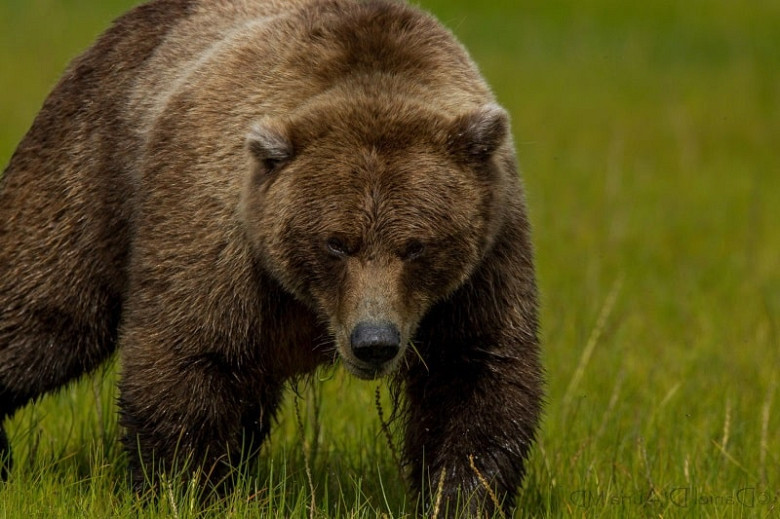 Медведь-трёхлетка замечен на окраине Комсомольска-на-Амуре фото 2