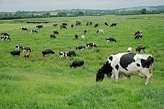 В Хабаровском крае растёт производство молока