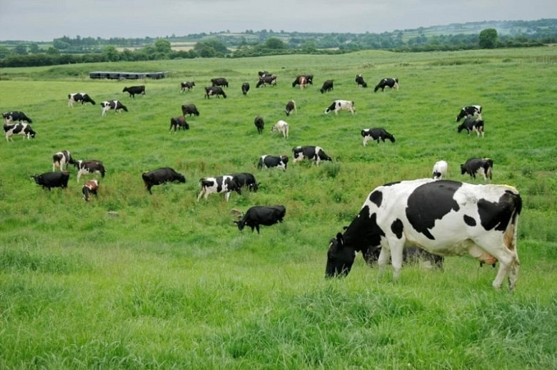 В Хабаровском крае растёт производство молока фото 2