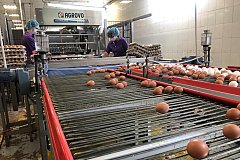Производство куриного яйца увеличится в Хабаровском крае в конце года