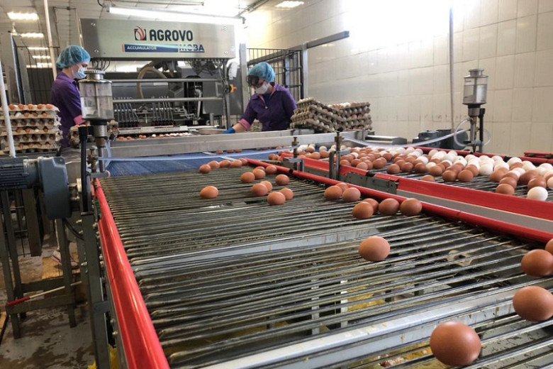 Производство куриного яйца увеличится в Хабаровском крае в конце года фото 2