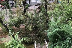 Дерево, перегородившее улицу в центре Хабаровска, убрали с проезжей части