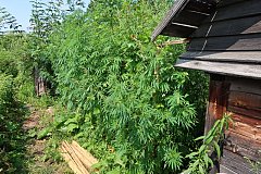 Плантацию в 3500 кустов марихуаны выкосили в Хабаровском крае