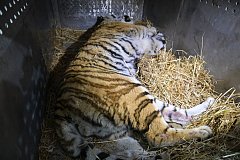 Специалисты поймали тревожившего жителей города Вяземский амурского тигра
