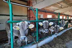 Власти Хабаровского края увеличили поддержку производителей молока