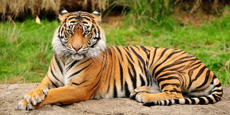 Фото тигра в лесу | Премиум Фото