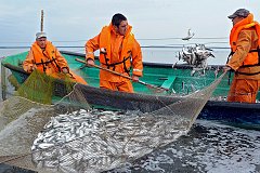 Хабаровские рыбаки в этом году выловили рекордный улов горбуши