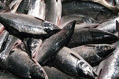 Более 29 тысяч тонн рыбы добыто в Охотском районе Хабаровского края с начала года