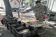 Незаконную торговлю рыбой пресекли в районе Центрального рынка Хабаровска