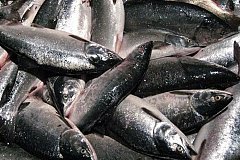 Самая крупная в 2023 году партия рыбы отправлена из Хабаровского края в КНР
