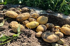 Более 10 тысяч тонн картофеля накопали фермеры Хабаровского края