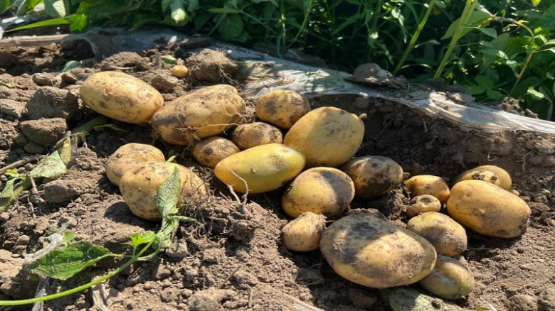 Более 10 тысяч тонн картофеля накопали фермеры Хабаровского края фото 2