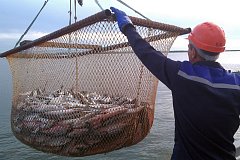 В этом году лососевая путина в Хабаровском крае признана рекордной