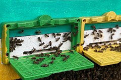 Хабаровские пчеловоды получат господдержку