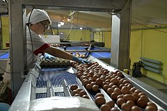 Объем производства куриного яйца увеличивается в Хабаровском крае