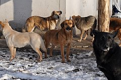 Безнадзорных собак уберут с улиц в Хабаровском крае