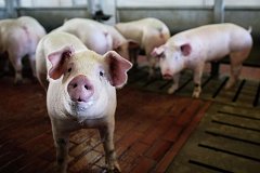 Вспышка африканской чумы свиней зарегистрирована в Хабаровском крае