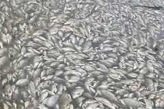 В озере под Хабаровском массово погибла рыба в местном озере