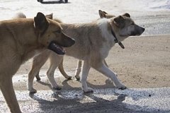 На борьбу с бездомными собаками в Хабаровском крае потратят 252 млн рублей