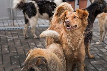 В Хабаровском крае будет действовать новый порядок обращения с безнадзорными животными