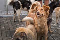 В Хабаровском крае будет действовать новый порядок обращения с безнадзорными животными