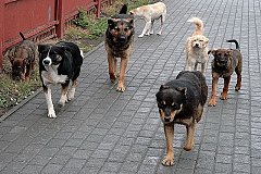 Сотни жалоб: хабаровчане борются с бродячими собаками