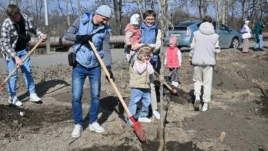 Более 4300 деревьев и кустарников высадили в этом году в Хабаровске